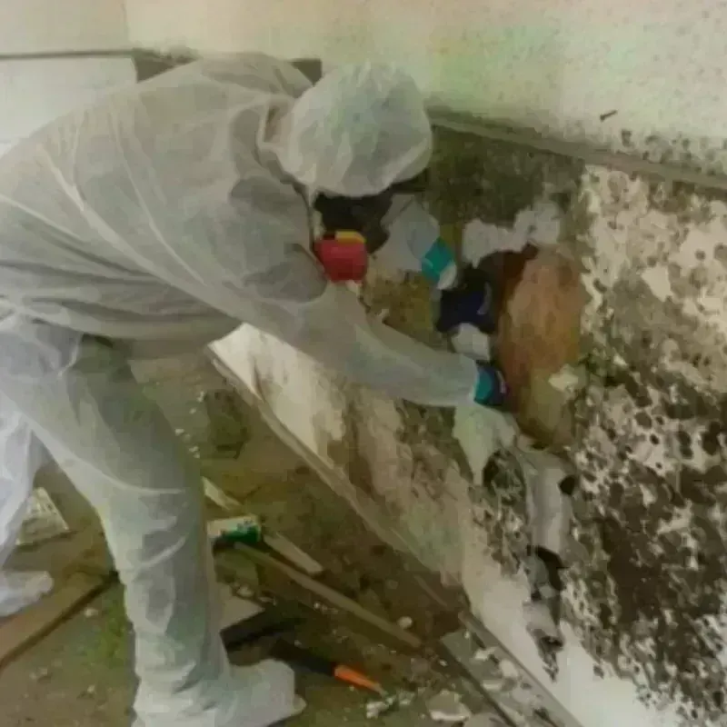 Mold Remediation and Removal in Mesilla, NM